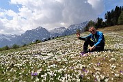 Spettacolo di crocus alla Pigolotta di Valtorta il 26 aprile 2018